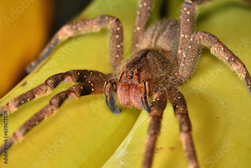Closeup of the eyes of the infamous Brazilian wandering or banana spider Phoneutria nigriventer (Araneae: Ctenidae), a medically important spider photographed on yellow bananas. photo