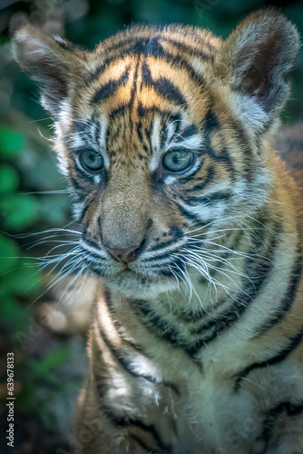 close-up of a young baby cub tiger