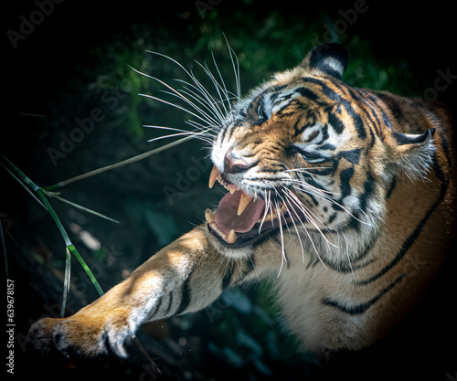 an angry tiger showing teeth and attacking