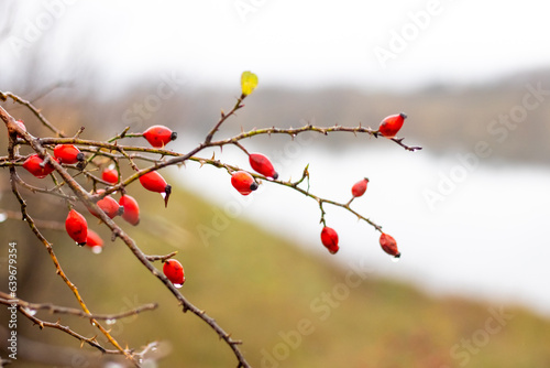 Rosehip branch with wet red berries by the river