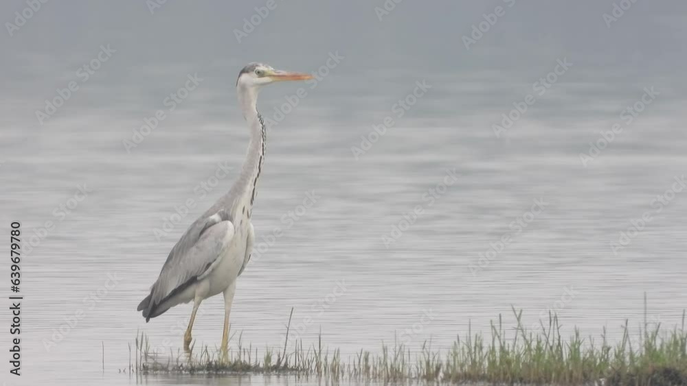 Grey heron bird close up on lake land 