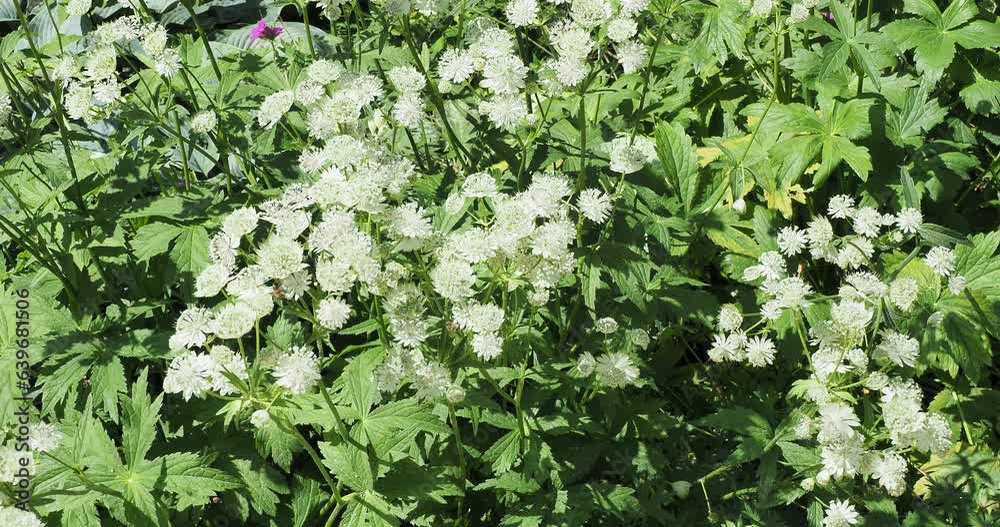 (Astrantia major) White Great masterworts flowers carpet pollinated by bees above dense carpet of green trilobed leaves trembling in the wind
(Astrantia major) White Great masterworts flowers carpet pollinated by bees above dense carpet of green trilobed leaves trembling in the wind