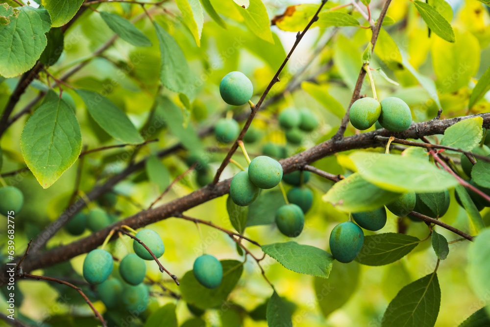 Plum tree branches with green unripe fruits. Selective focus. Agriculture. Shallow depth of field. Plum tree branches with green unripe fruits. Selective focus. Agriculture. Shallow depth of field.
