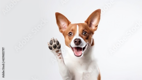 Adorable brown and white basenji dog smiling and giving a high five isolated on white