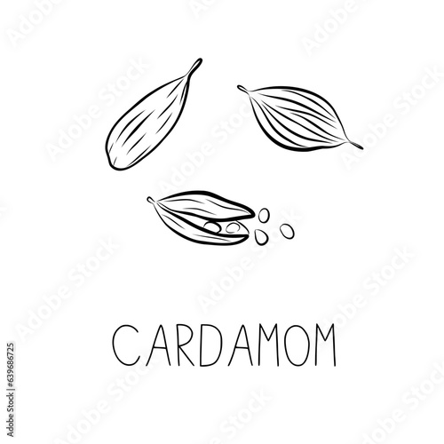 Sketch Cardamom Simple Vector Illustration in Doodle Style