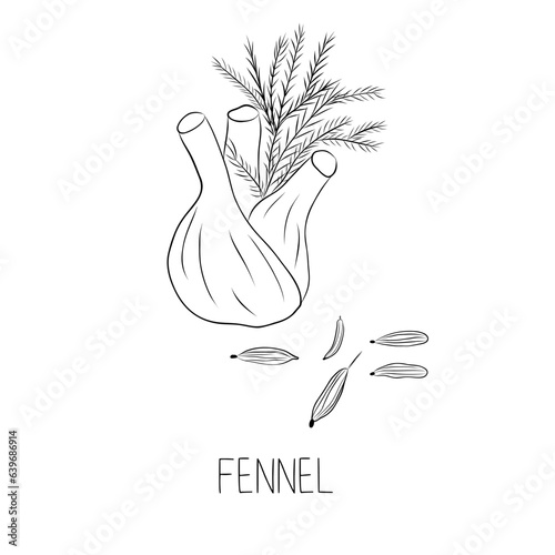 Sketch Fennel Simple Vector Illustration in Doodle Style