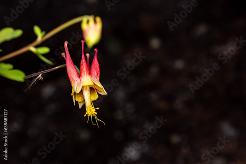 Eastern Red Columbine (Wellington, Kentucky USA