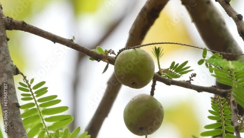 Phyllanthus emblica Fruits on amla tree photo