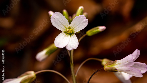 Fototapeta Naklejka Na Ścianę i Meble -  White Wildflower from Morehead, Kentucky USA