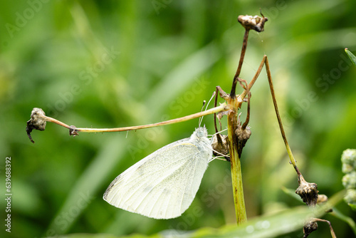 Kleiner Kohlweißling (Pieris rapae) schläft in einer Wiese