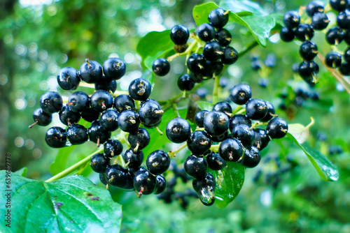 Black berries of the Common Dogwood Tree (Cornus sanguinea) following heavy rainfall
 photo