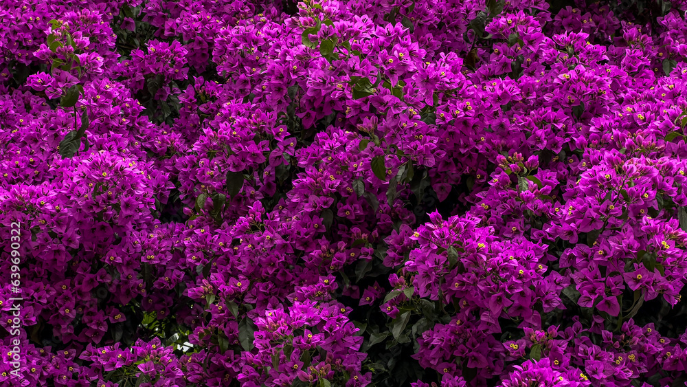 Bougainvillea tree and leaves