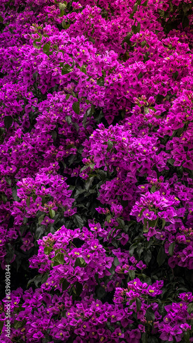 Bougainvillea flowers