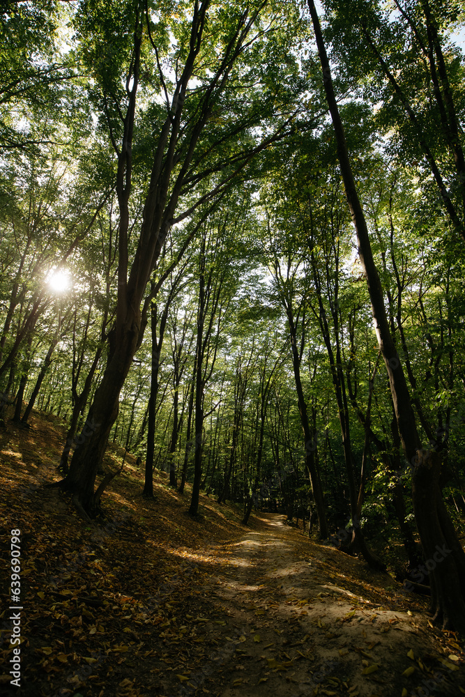 Obraz premium path in the forest