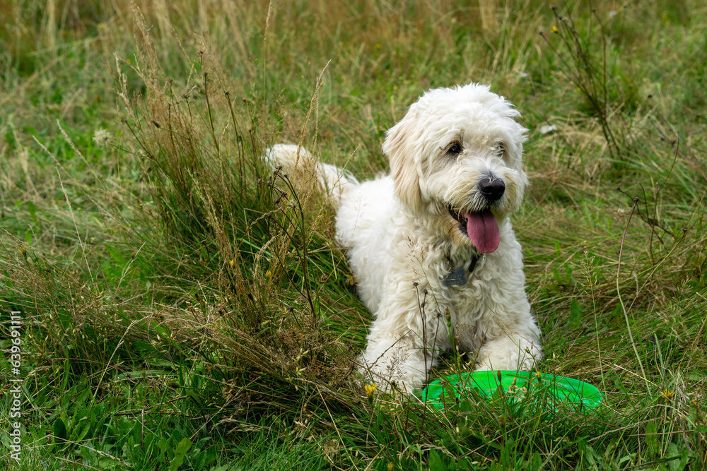 Cheerful dog in a green field with vibrant foliage and plants.