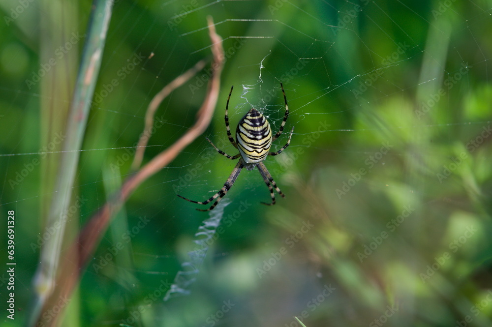Black and yellow spider Argiope bruennichi aka wasp spider on his cobweb. Czech republic nature. Black and yellow spider Argiope bruennichi aka wasp spider on his cobweb. Czech republic nature.