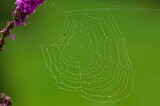 Garden spider orb weaver, Araneus diadematus spiderweb with water drops. Isolated on green blurred background.