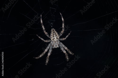 Une araignée épeire sur sa toile dans la nuit (Araneus diadematus)