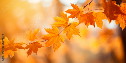 Colorful maple leaves in autumn sunny day  focus in foreground leaves  blurred bokeh background.