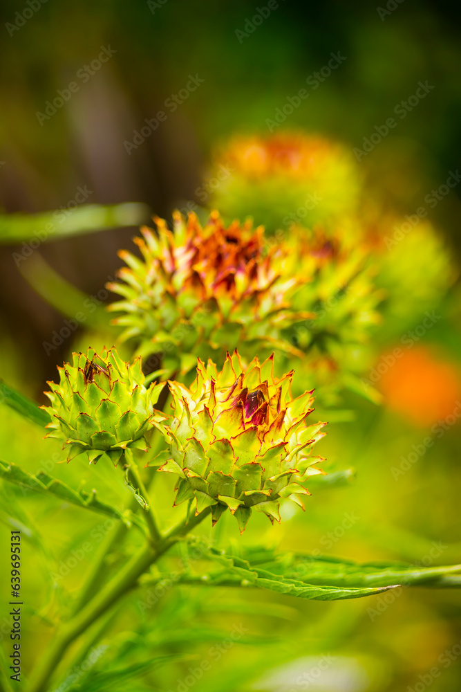 Beautiful flowers against blurred background Beautiful flowers against blurred background