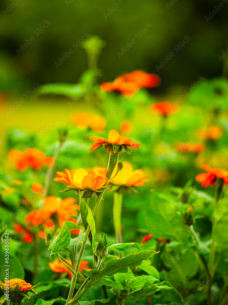Beautiful orange and yellow flowers against blurred background