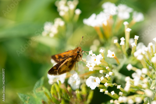 small darter butterfly on white flowers © eugen