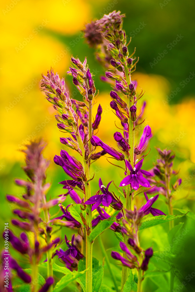 Beautiful purple flowers against blurred background Beautiful purple flowers against blurred background
