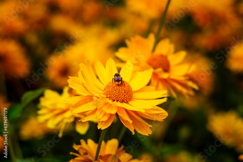 Beautiful yellow flowers against blurred background