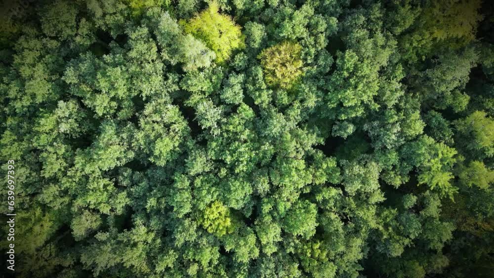 Flug über einen Wald, Mischwald, Nadelwald, Laubbäume, Steigflug, drehen Flug über einen Wald, Mischwald, Nadelwald, Laubbäume, Steigflug, drehen