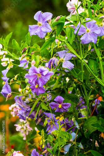 Purple Flowers against dark background close-up shot 