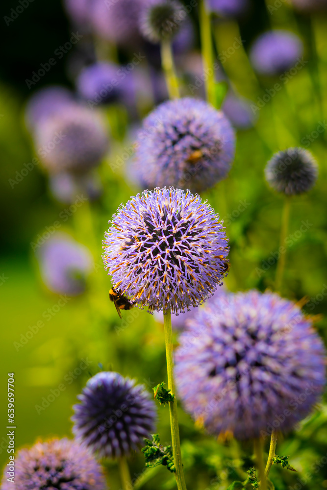 Purple Flowers against dark background close-up shot
