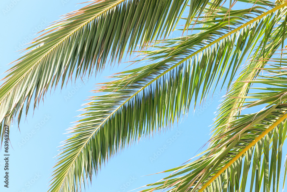 Lush green date palm leaves silhouetted against clear sky
