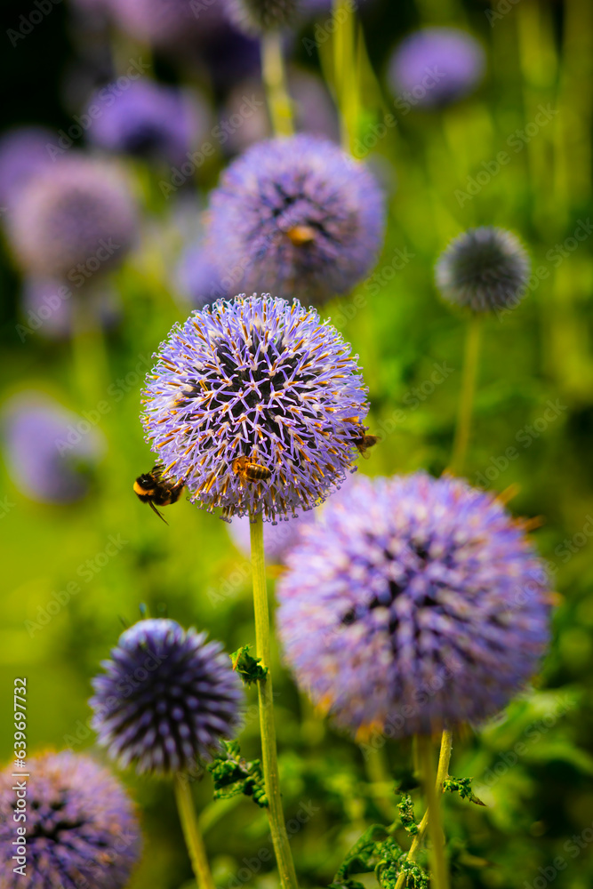 Purple Flowers against dark background close-up shot
Purple Flowers against dark background close-up shot
