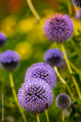 Purple Flowers against dark background close-up shot 