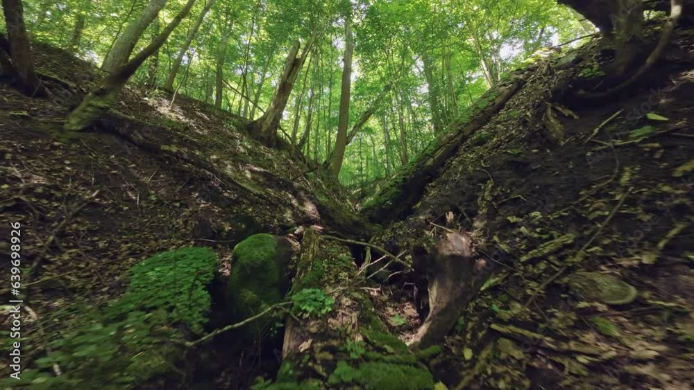 Wide angle POV of FPV drone camera, moving through fallen trees covered with moss and mushrooms lying on dirty ground in forest with greenery growing on rough surface Wide angle POV of FPV drone camera, moving through fallen trees covered with moss and mushrooms lying on dirty ground in forest with greenery growing on rough surface