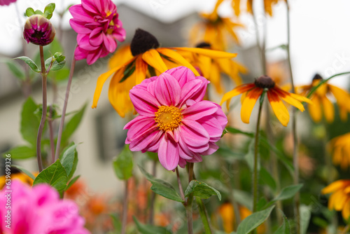 small pink dahlia blossom growing amongst brown eyed susans in a garden park