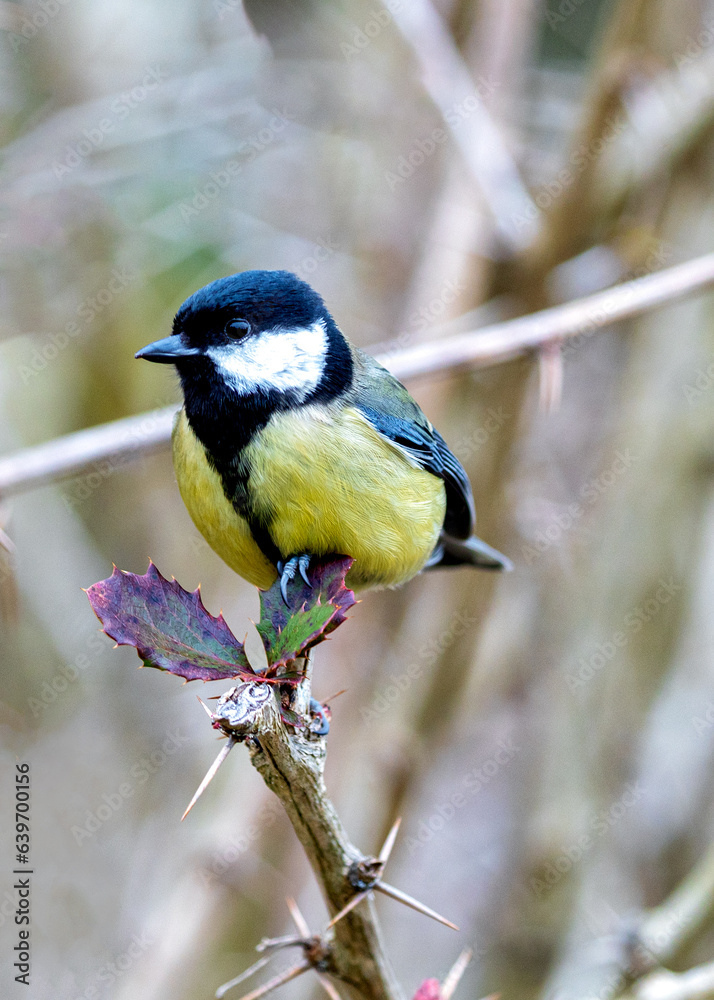 Obraz premium Great Tit (Parus major) Outdoors in Dublin, Ireland