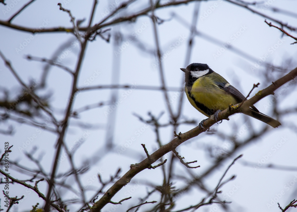 Great Tit (Parus major) Outdoors in Dublin, Ireland Great Tit (Parus major) Outdoors in Dublin, Ireland