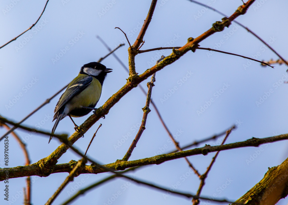 Fototapeta premium Great Tit (Parus major) Outdoors in Dublin, Ireland