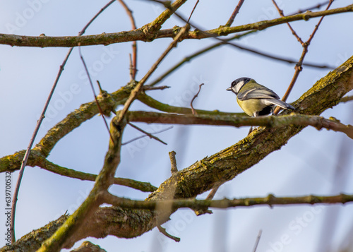 Photography Great Tit (Parus major) Outdoors in Dublin, Ireland
