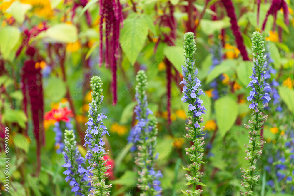 Fototapeta premium flower spikes with purple blossoms and Amaranthus caudatus or 