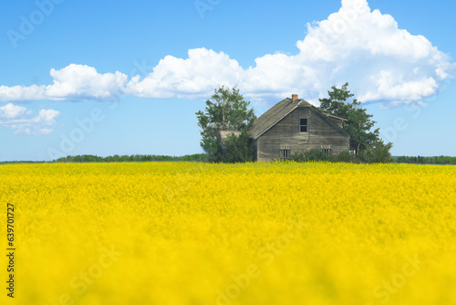 Abandoned wooden house in blooming yellow canola field.