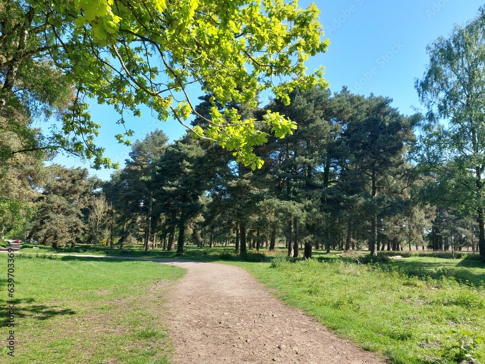 Green park with trees and a path
