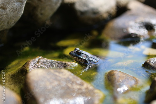 frog in water