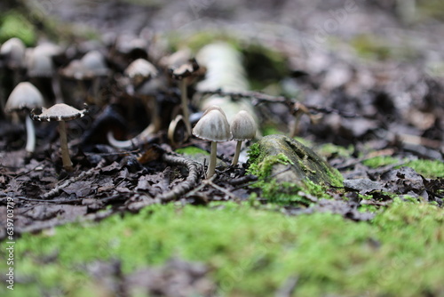 mushrooms in the forest © Steven