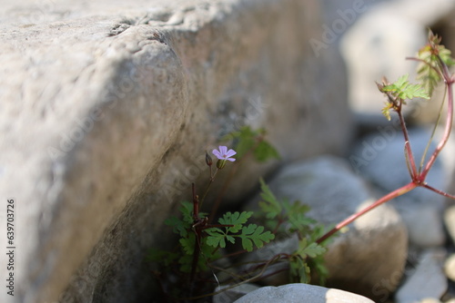 flower on the rocks