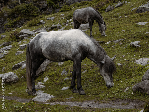 Mountain horse, Himalaya photo