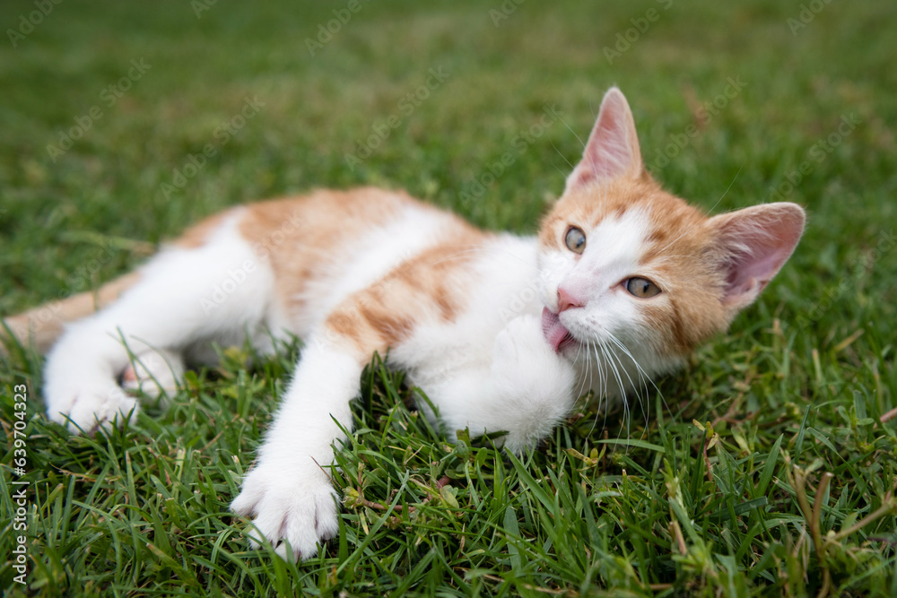 Cute kitty lying on green grass in the garden