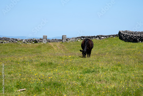 Fotografie Black cow on a meadow