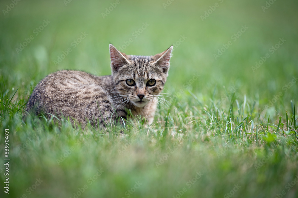 Cute gray kitty lying on green grass in the garden